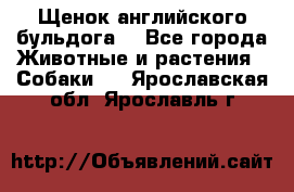 Щенок английского бульдога  - Все города Животные и растения » Собаки   . Ярославская обл.,Ярославль г.